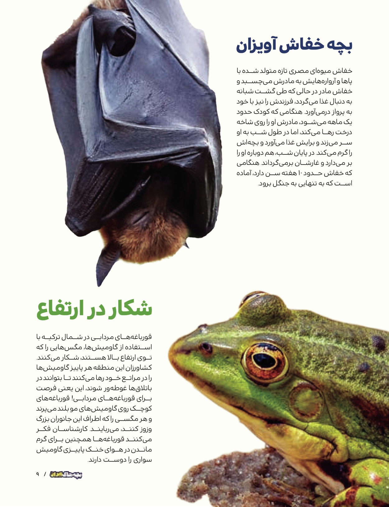 ماه نامه بچه های ایران - شماره یک - ۰۷ شهریور ۱۴۰۲ - صفحه ۹